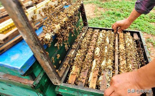 适合北方养殖蜜蜂品种