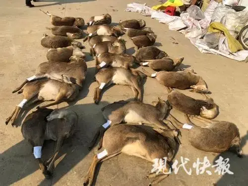非法猎捕23只獐子、16只兔子、2只狗獾子！抓！