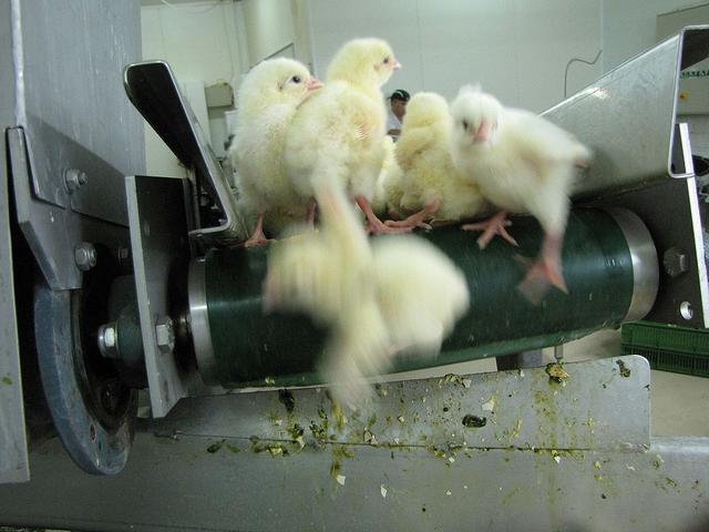 残酷的事实！全球每年有70亿只小鸡被绞碎，然后做成了猫粮