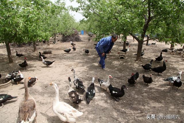 山西农民在果园里养“怪鸟”，收益翻倍年赚26万元，看看是啥