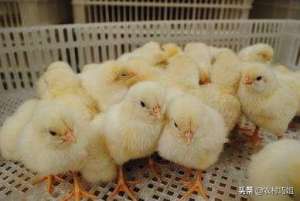 幼鸡养殖技术(小鸡怎么喂养好？)
