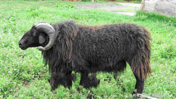 耐粗饲,抗病强,适应力强,肉质细,有较高的经济价值-丹巴黑绵羊!