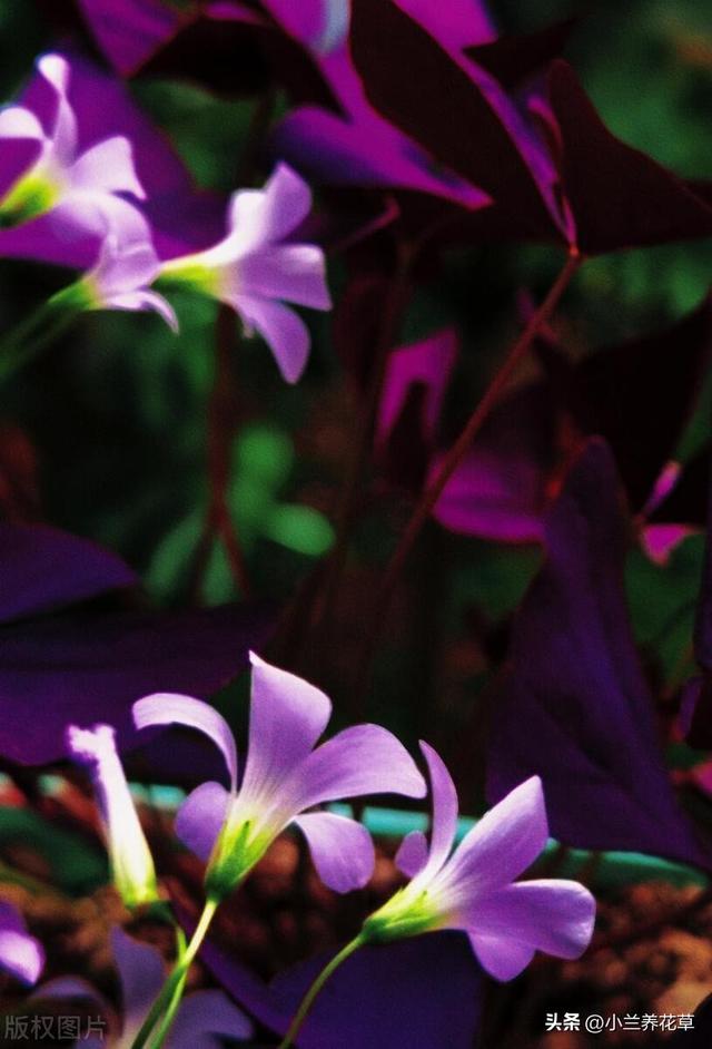 紫叶酢浆草，花叶观赏性绝佳，养殖仅需这五步，简单易上手。
