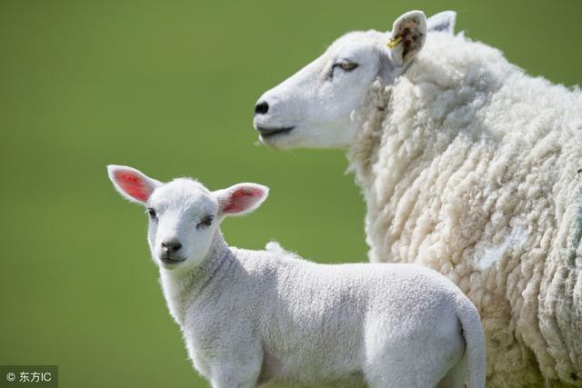 为什么初生羔羊成活率低？分享提高初生羔羊成活率几个小技巧！