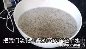 淡水河虾的养殖技术(对虾苗期管理应注意什么？)