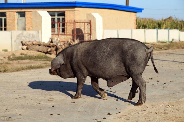 我国养猪“卡脖”之战：9成种猪国外引，37个本土黑猪濒临灭绝