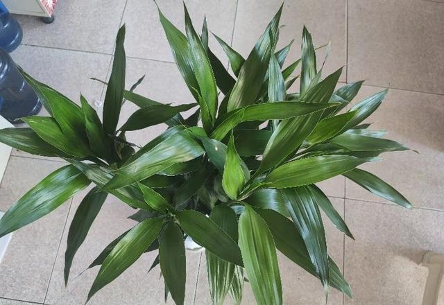 水培富贵竹，养护注意“3细节”，根多叶绿，常年冒油光