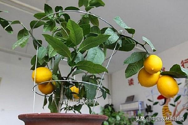 柠檬盆栽技术大全，硕果累累不是梦，请君收藏
