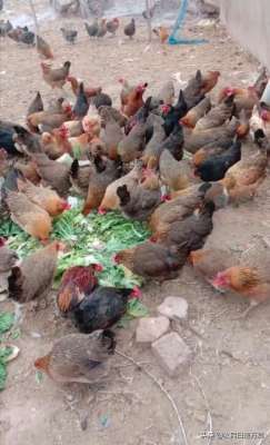华北柴鸡养殖(（原创）河北本地鸡，华北柴鸡一只散养鸡的成本与收益母鸡利润)