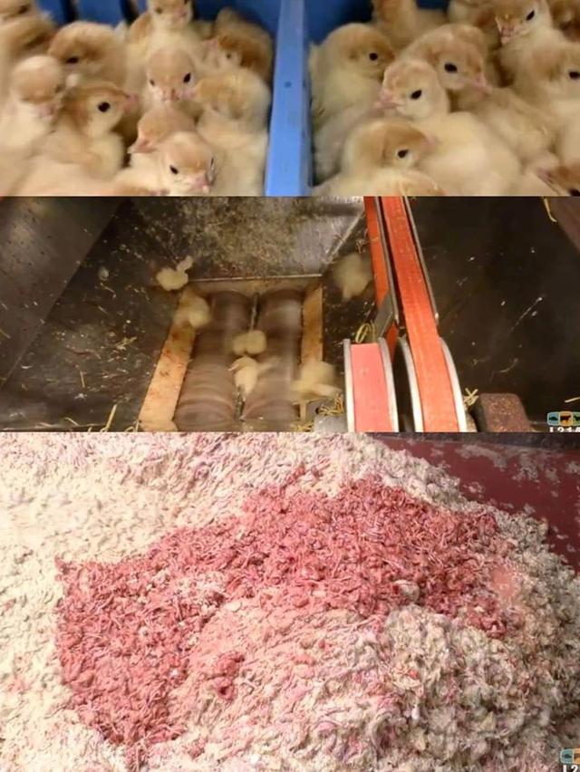 残酷的事实！全球每年有70亿只小鸡被绞碎，然后做成了猫粮