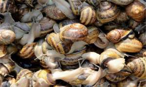 蜗牛养殖方法(白玉蜗牛怎么养殖？在养殖前要准备什么？你知道吗？)