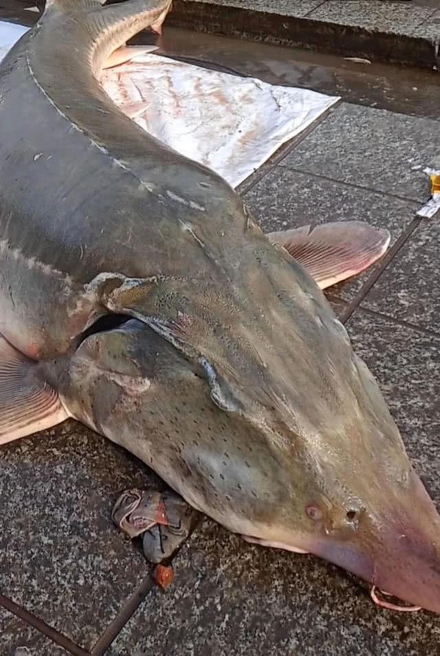 黑龙江消失的鱼种“七里鲋子”能长到100公斤以上