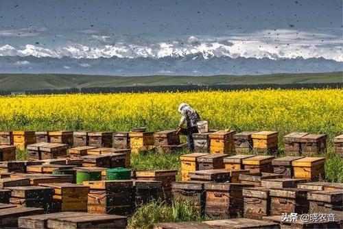 适合北方养殖蜜蜂品种