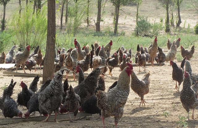 2018山鸡的养殖利润及养殖前景