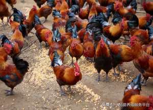 养殖柴鸡市场前景如何(今年元旦和春节，土鸡价格有望创年内新高，原因有两个)