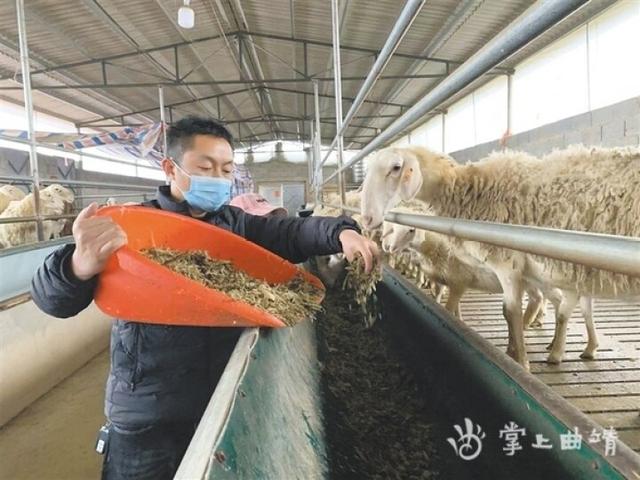 陆良县新台子村：绵羊养殖基地建设跃上“新台子”