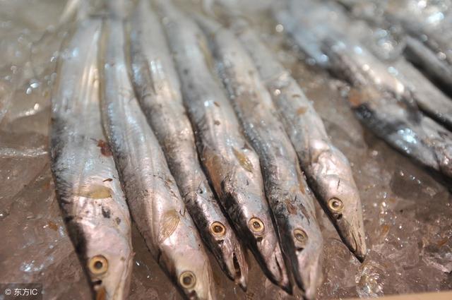 带鱼的消耗量巨大，进行人工养殖可行吗？