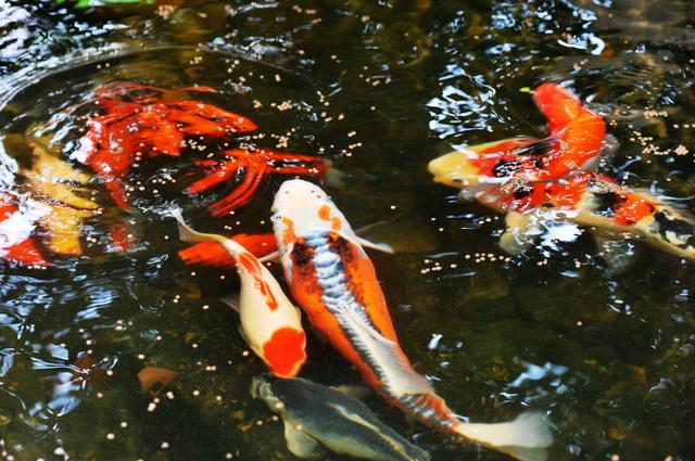 锦鲤在鱼池和鱼缸的不同饲养方法，你养对了吗