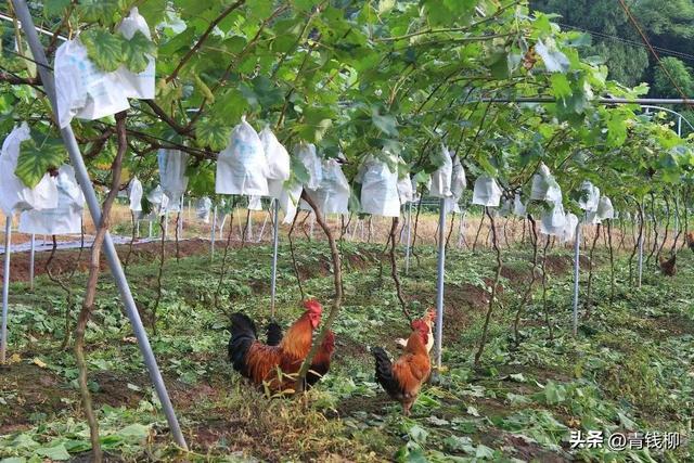 葡萄园立体式养殖生态土鸡项目分析