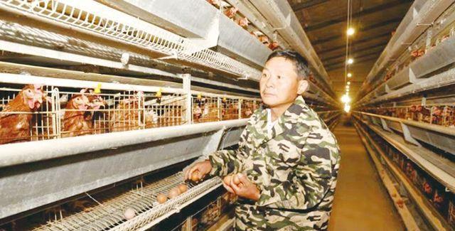 15万蛋鸡存栏，日产鸡粪20方，曾让老陈犯难的鸡粪今成聚宝盆