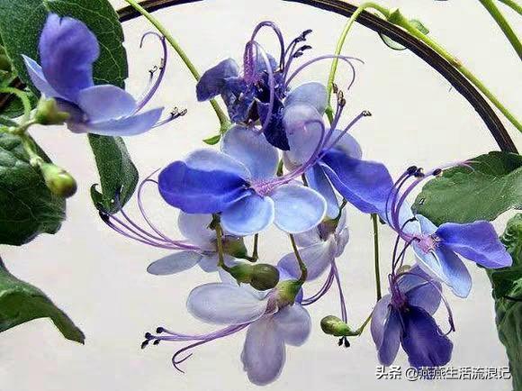 网购回来的蓝蝴蝶花这样养护，一年三季都可以赏花