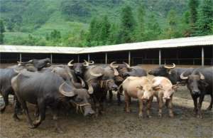 水牛的养殖技术(水牛养殖：水牛的养殖技术)