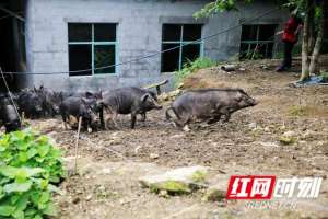 四川香猪养殖场(龙山：大山深处的藏香猪)