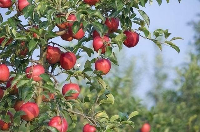 修建苹果树的树冠很重要，它影响果实产量和品质，维护树木的健康