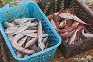 养殖秋刀鱼(市场上遇到这5种鱼别手软，无法人工养殖，都是野生鱼，别不懂吃)