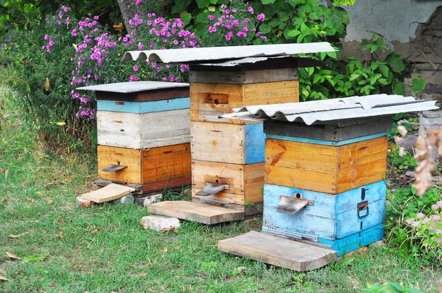 蜜蜂养殖技术｜蜂群根治蚂蚁危害的措施