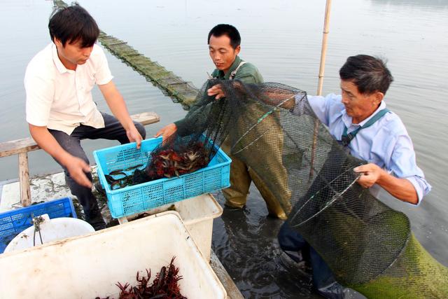 小龙虾养殖过程中，稻虾田是种植水稻好还是水草好？