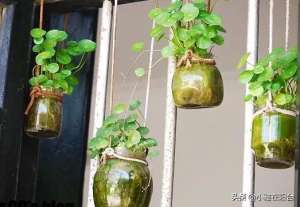 高杆绿萝的养殖方法(铜钱草长得慢，给它施点肥，增光照，1个月后窜满盆，叶子大)