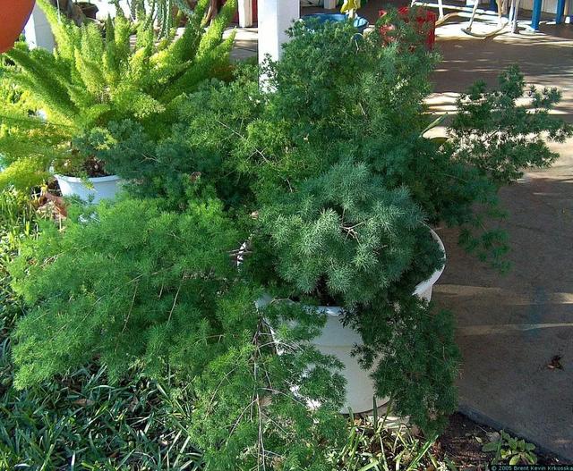 文竹的“亲戚”蓬莱松，养成室内盆栽不容易黄叶，底部长满萝卜根