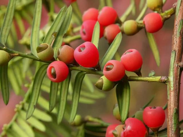 家居红豆杉栽培，做好4个方面，叶不黄，更显绿，红果挂枝头
