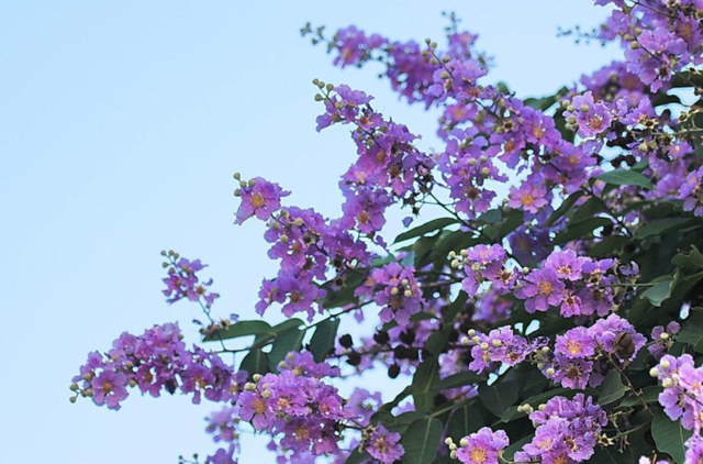 没有院子也得盆栽的“紫薇花”，日常管理好这5点就够了