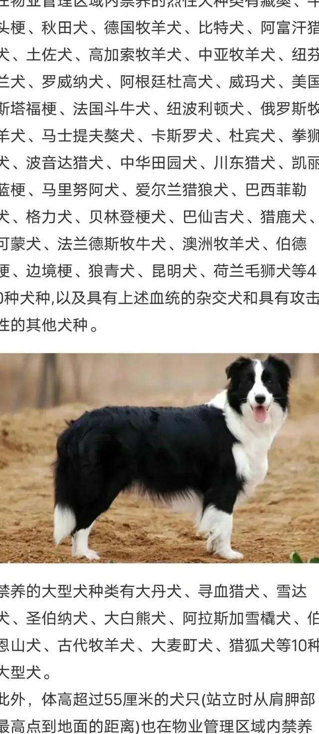 河南禁养狗名单公布，最低罚款5000元！宠物狗也有禁养名单！