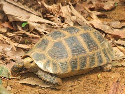 想养宠物又没有时间打理，缅甸陆龟你值得拥有！