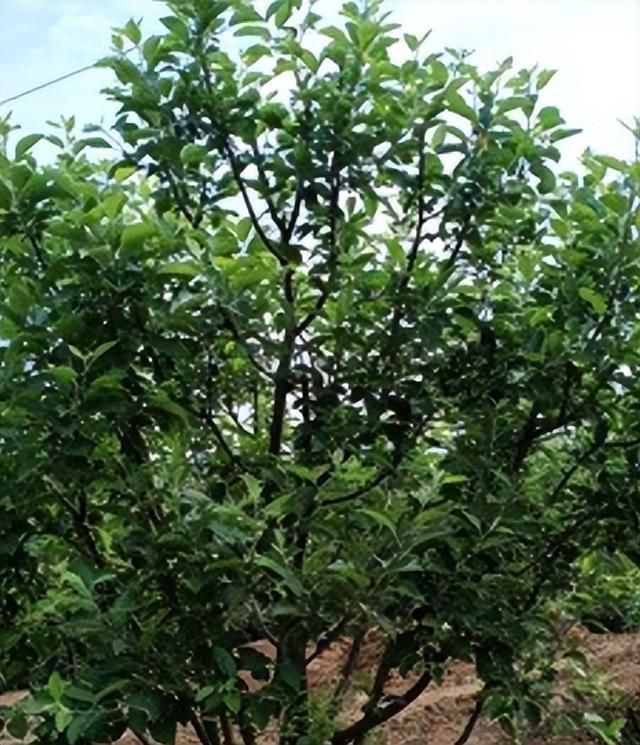 修建苹果树的树冠很重要，它影响果实产量和品质，维护树木的健康
