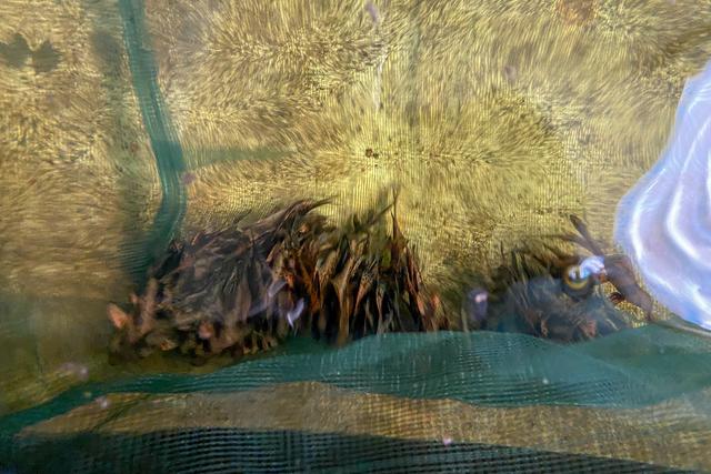 “神奇”的动物在上海｜“穿游亿万年”的胭脂鱼