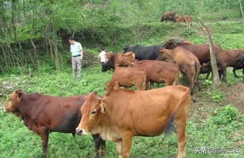 有5万块钱，在农村养牛怎么样？能养多少头牛？