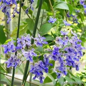 蝴蝶养殖技术(网购回来的蓝蝴蝶花这样养护，一年三季都可以赏花)