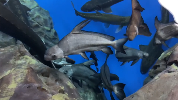 “神奇”的动物在上海｜“穿游亿万年”的胭脂鱼