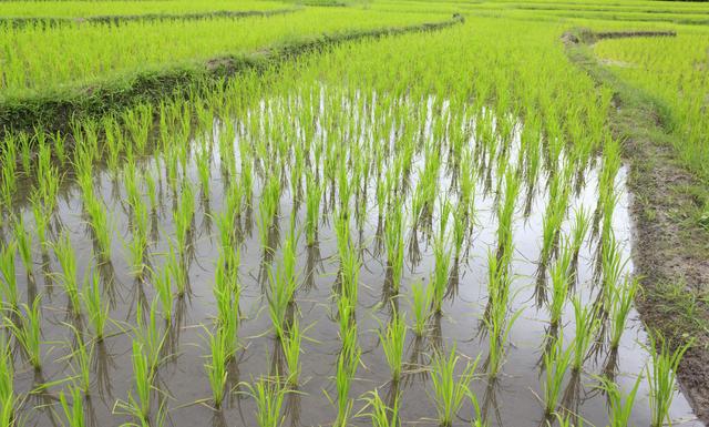 小龙虾养殖过程中，稻虾田是种植水稻好还是水草好？