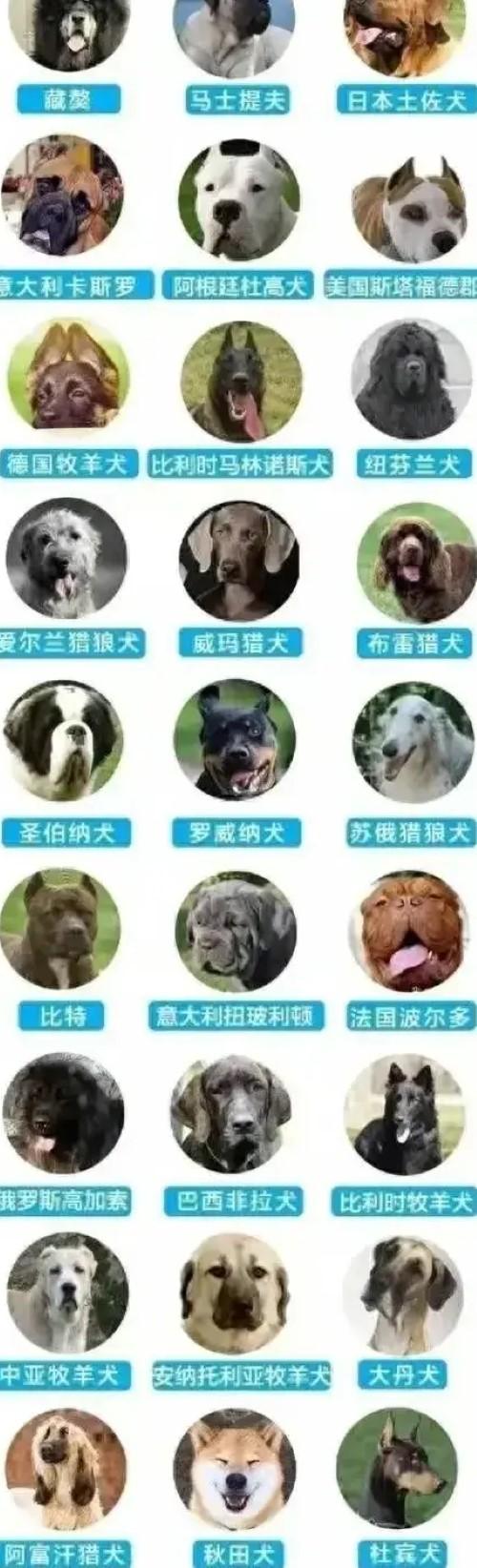 河南禁养狗名单公布，最低罚款5000元！宠物狗也有禁养名单！