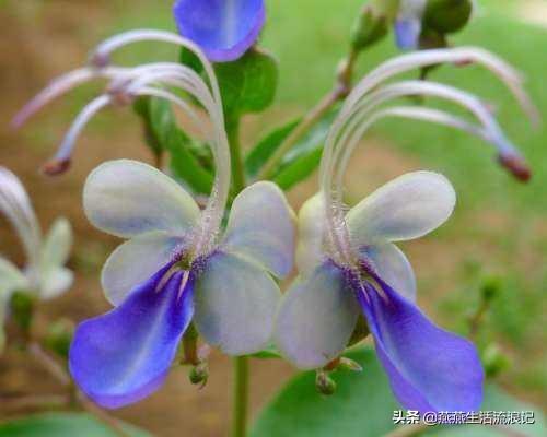 网购回来的蓝蝴蝶花这样养护，一年三季都可以赏花