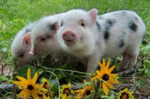 养殖宠物猪(迷你猪当成宠物猪养，但宠物猪也是一种美味的肉猪，最适合烤乳猪)