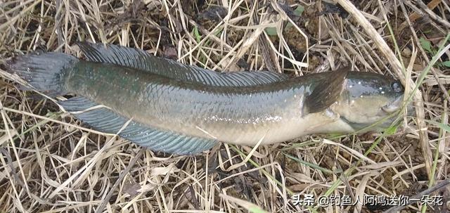 钓上的这条鱼应该叫什么鱼呢？
