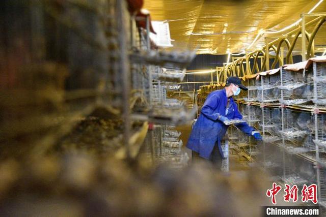 广西鹌鹑养殖户一天为17万包螺蛳粉“加料”自嘲“打不死的小强”
