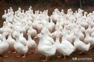 肉鸭养殖污染治理(关于进一步规范肉鸭养殖建立长效管理机制的通知)