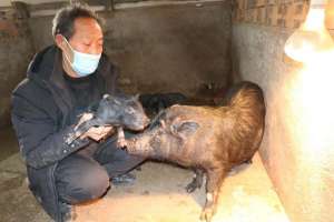 山东藏香猪养殖基地(鲁山县老林村：“中草药藏香猪”健康味美受欢迎)